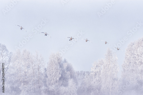 A group of swans flying over the lake. 