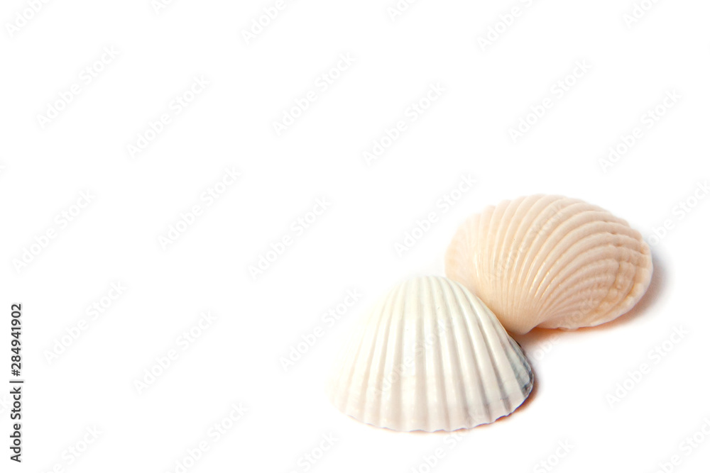 Two sea shells isolated on white background with copy space. Vacation concept Two sea shells isolated on white background with copy space. Vacation concept
