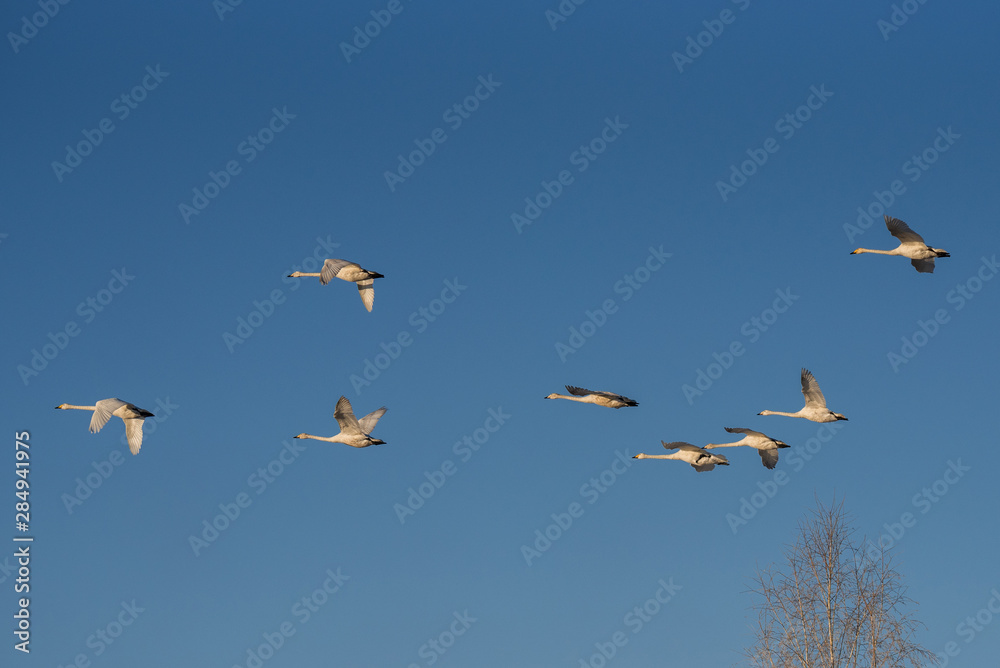 Obraz premium A group of swans flying over the lake. 