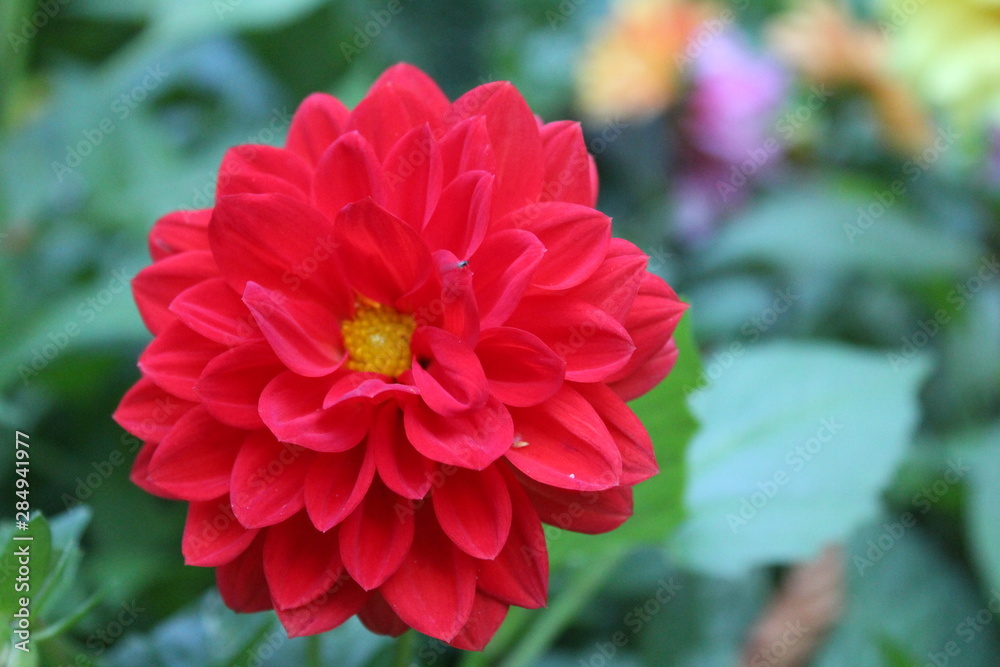 beautiful red Dahlia in the garden 