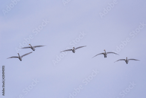 A group of swans flying over the lake. "Lebedinyj" Swan Nature Reserve, "Svetloye" lake, Urozhaynoye Village, Sovetsky District, Altai region, Russia