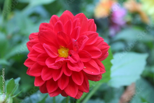 beautiful red Dahlia in the garden 