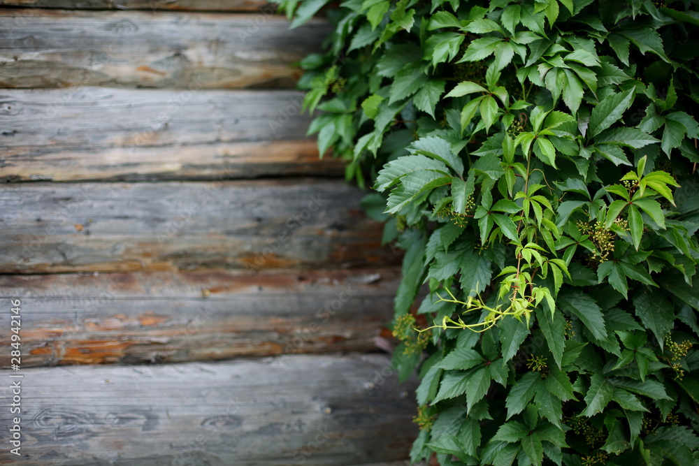 texture log wall covered with grapes. texture log wall covered with grapes.