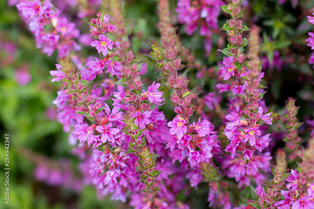 Lavender flowers macro photography in a countryside garden. nature background, space for text Lavender flowers macro photography in a countryside garden. nature background, space for text