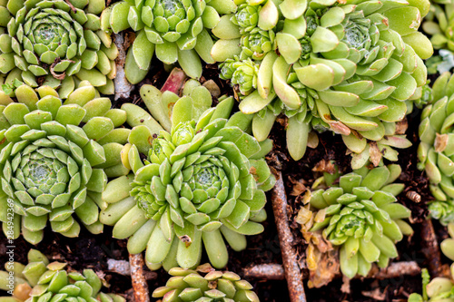 Group of succulent as home interior decoration, trendy plant, nature texture background