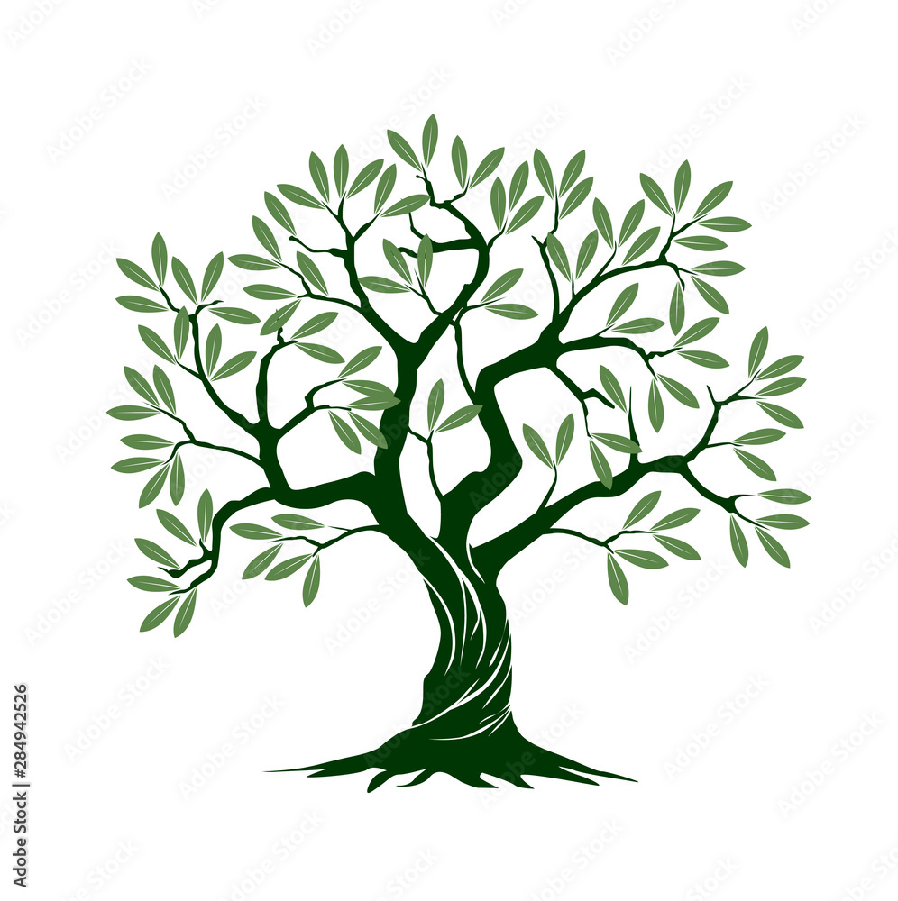 Fototapeta premium Olive tree on white background. Vector Illustration and concept pictogram.