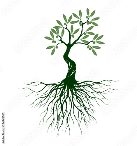 Olive tree on white background. Vector Illustration and concept pictogram.
