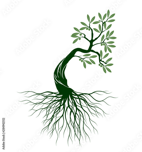 Olive tree on white background. Vector Illustration and concept pictogram.