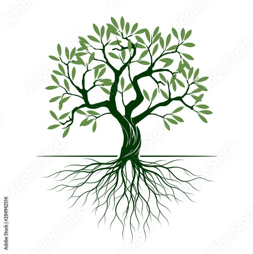 Olive tree on white background. Vector Illustration and concept pictogram.