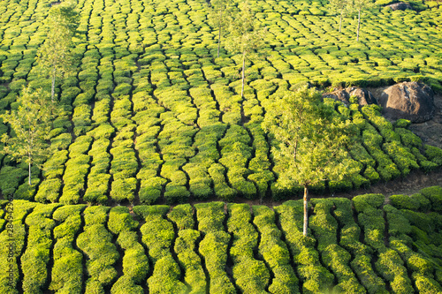 Stunning view of a green tea plantation during a beautiful sunset. Darjeeling tea is a tea grown in the Darjeeling district, Kalimpong District in West Bengal, India.