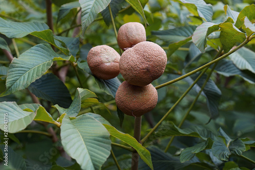 Foto Yellow buckeye fruits (Aesculus flava)