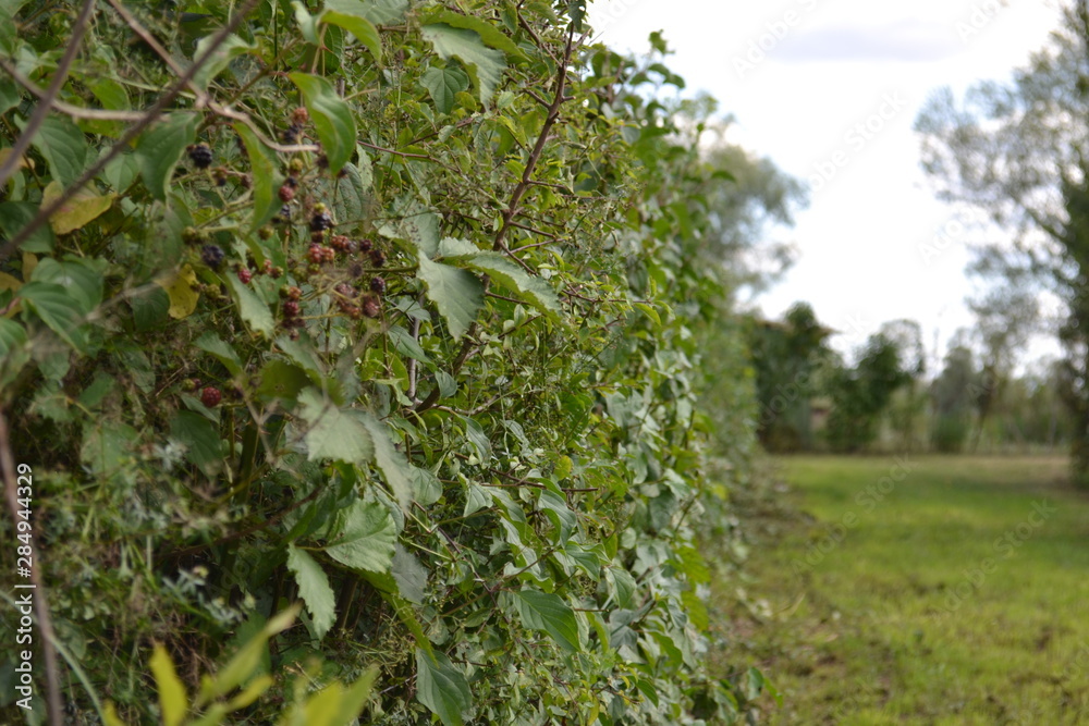 Fototapeta premium Blackberries bush background