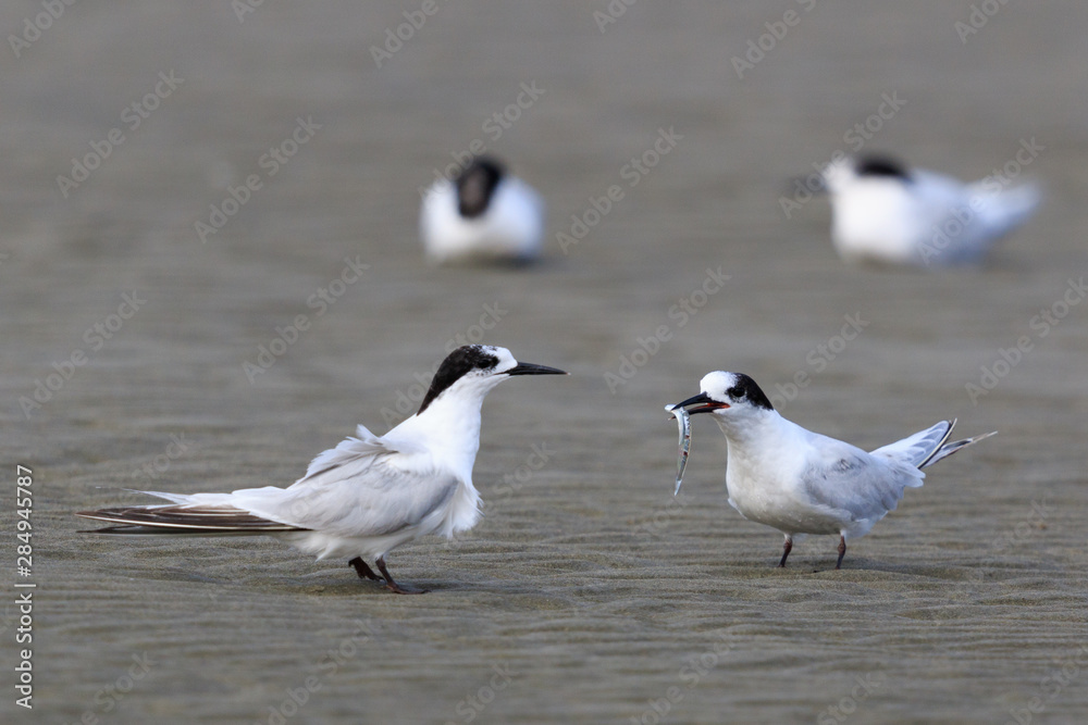 Fototapeta premium White Fronted Tern in Australasia