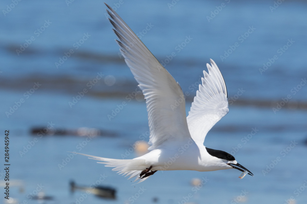 White Fronted Tern in Australasia White Fronted Tern in Australasia