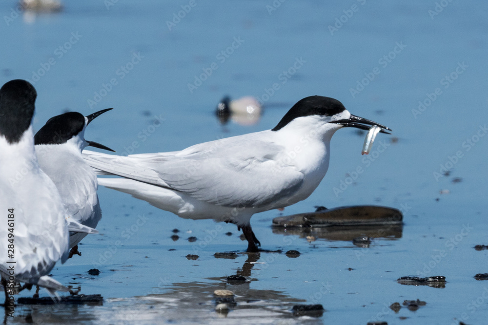 White Fronted Tern in Australasia White Fronted Tern in Australasia