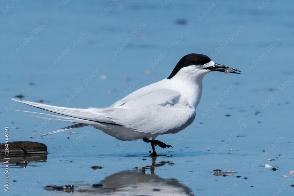 Fototapeta premium White Fronted Tern in Australasia
