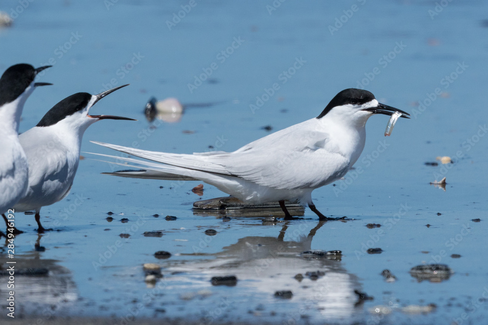 White Fronted Tern in Australasia White Fronted Tern in Australasia