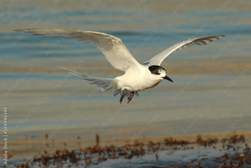 White Fronted Tern in Australasia White Fronted Tern in Australasia
