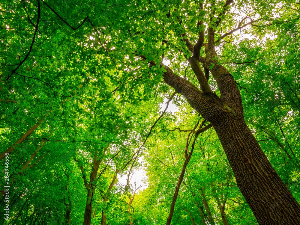 European beech or beech tree (Fagus sylvatica) - low angle view into the crown of a mighty and tall trees in the forest European beech or beech tree (Fagus sylvatica) - low angle view into the crown of a mighty and tall trees in the forest