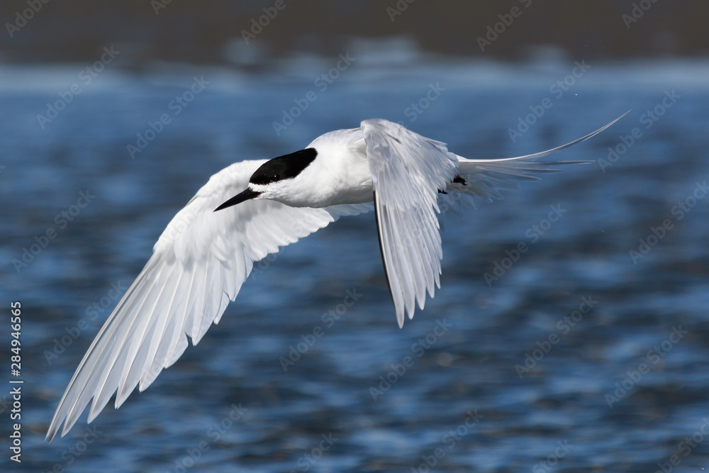 Fototapeta premium White Fronted Tern in Australasia
