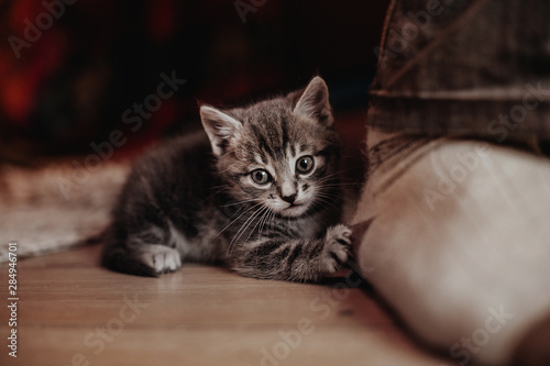 Little kitten playing with human foot