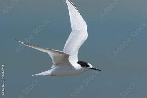 White Fronted Tern in Australasia