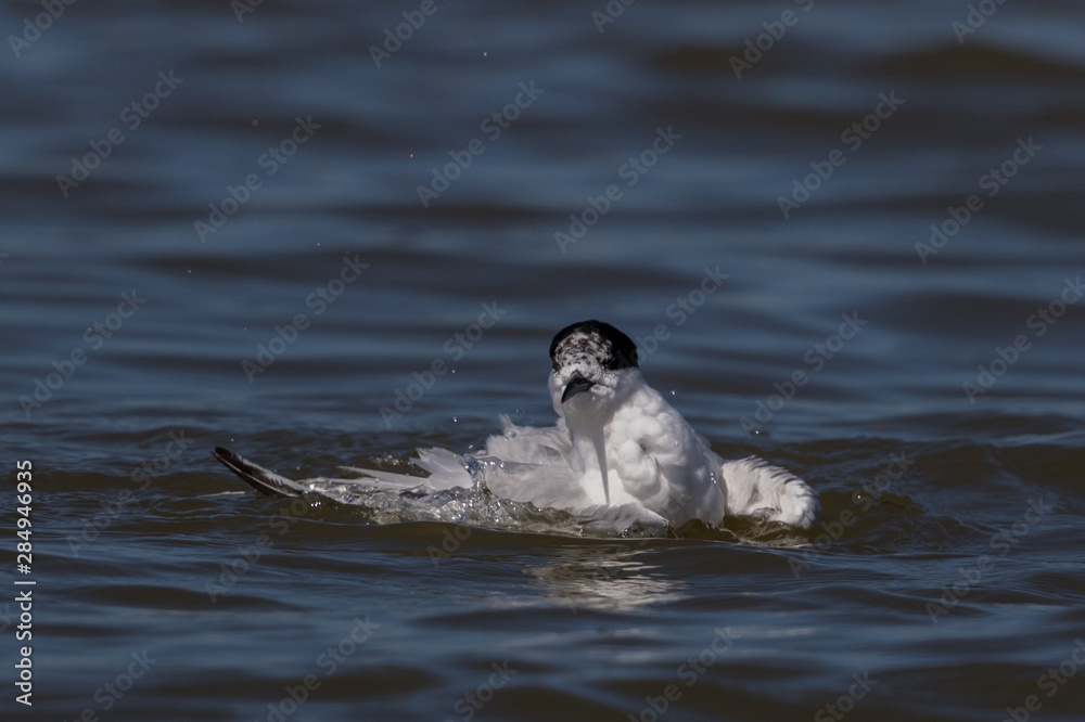 Fototapeta premium White Fronted Tern in Australasia