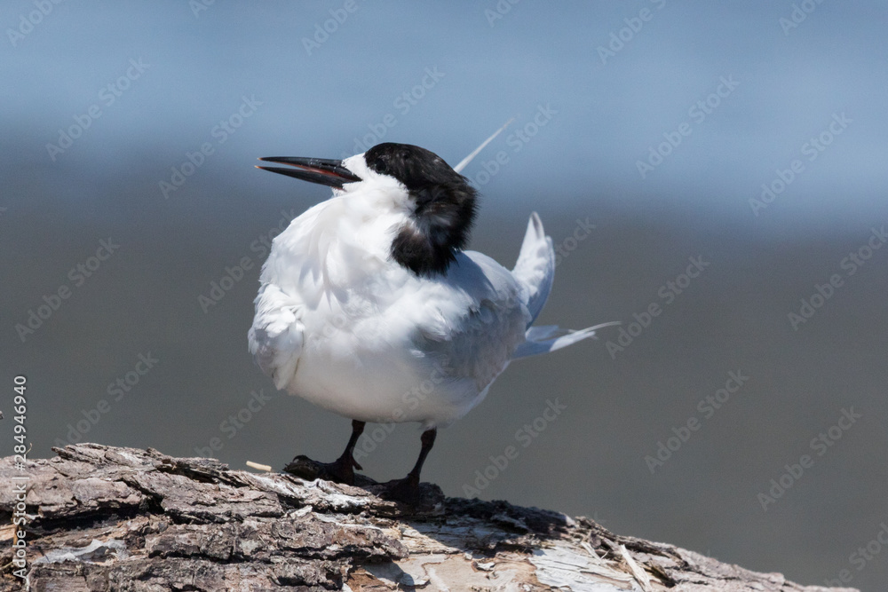 White Fronted Tern in Australasia White Fronted Tern in Australasia