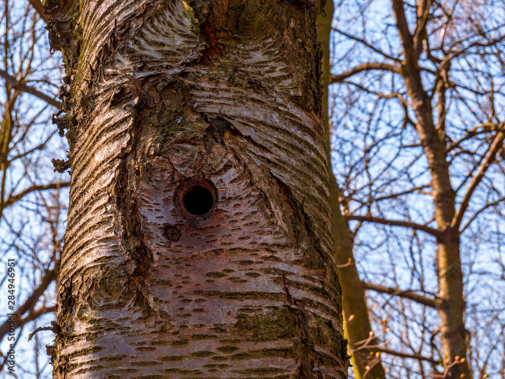 Obraz premium A hole in a tree trunk - bird nest