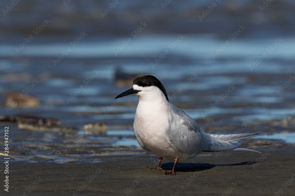 White Fronted Tern in Australasia