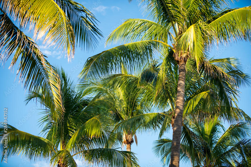 Bright scenic view of a grove of fresh healthy green coconut palm trees waving in golden tropical sunlight against clear blue sky