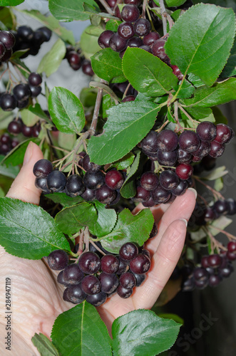 Black ashberry (Aronia melanocarpa) tree with ripe berry