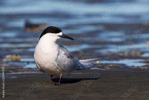 White Fronted Tern in Australasia