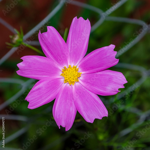 One white cosmos flower with pink edges and yellow centre