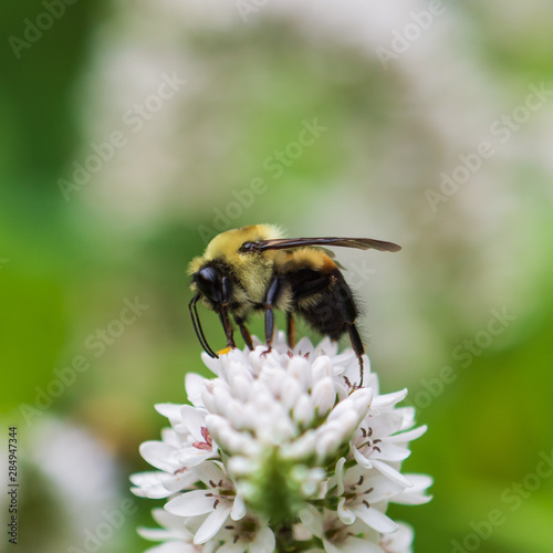 Balanced Bee © Liz Albro Photos