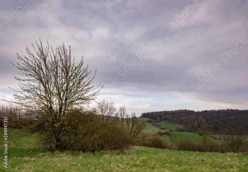 Landscape with the blossoming tree in the foreground, forested hill in the background and rain clouds in the sky.