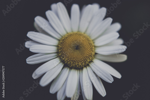 Daisy