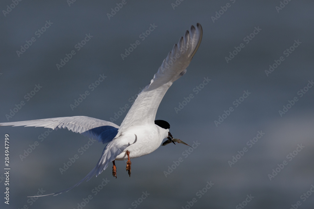 Fototapeta premium White Fronted Tern in Australasia