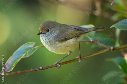 Photography Brown Thornbill in Australia