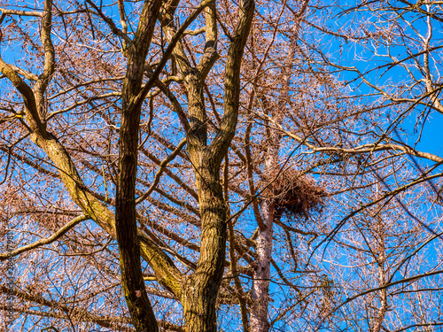 Bird's nest high in a tree photo