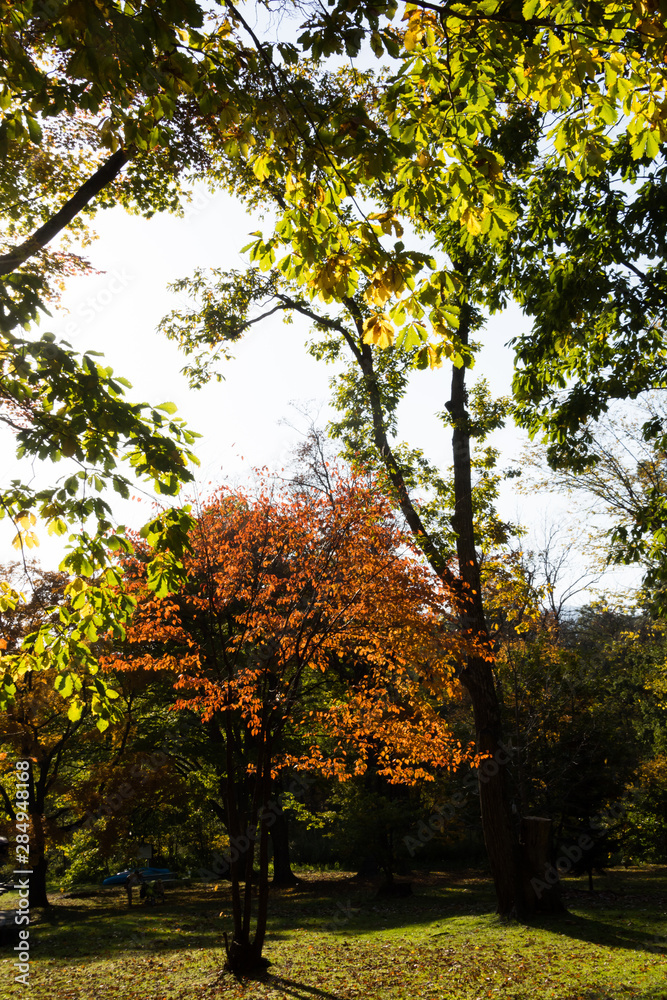 色づいた秋の公園の木