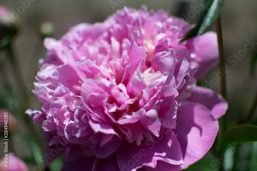 peony