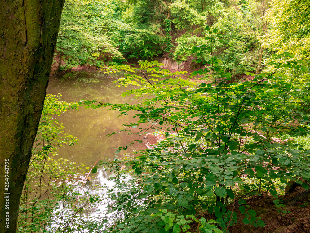 Fototapeta premium Hidden small forest lake. View through a shrub, framed by a tree trunk