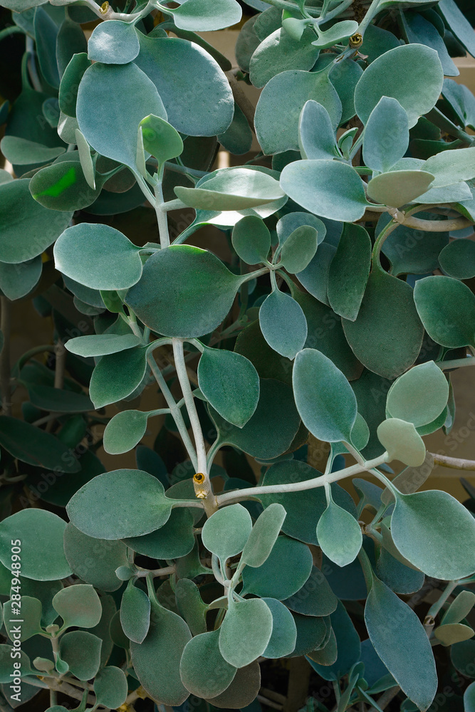 Silver teaspoons plant (Kalanchoe hildebrandtii). Stock Photo | Adobe