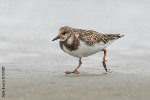 Ruddy Turnstone