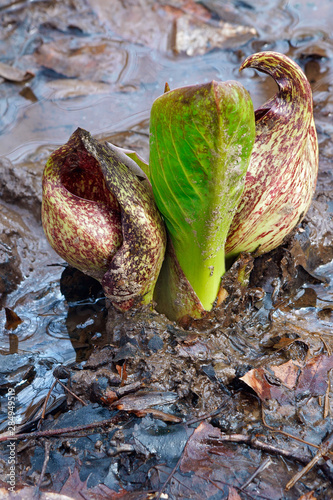 Eastern skunk cabbage (Symplocarpus foetidus). Known as Swamp cabbage, Clumpfoot cabbage, Meadow cabbage, Foetid pothos and Polecat weed also. photo