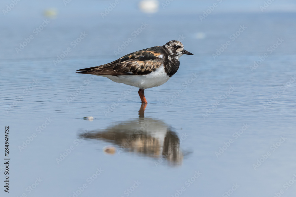 Ruddy Turnstone Ruddy Turnstone