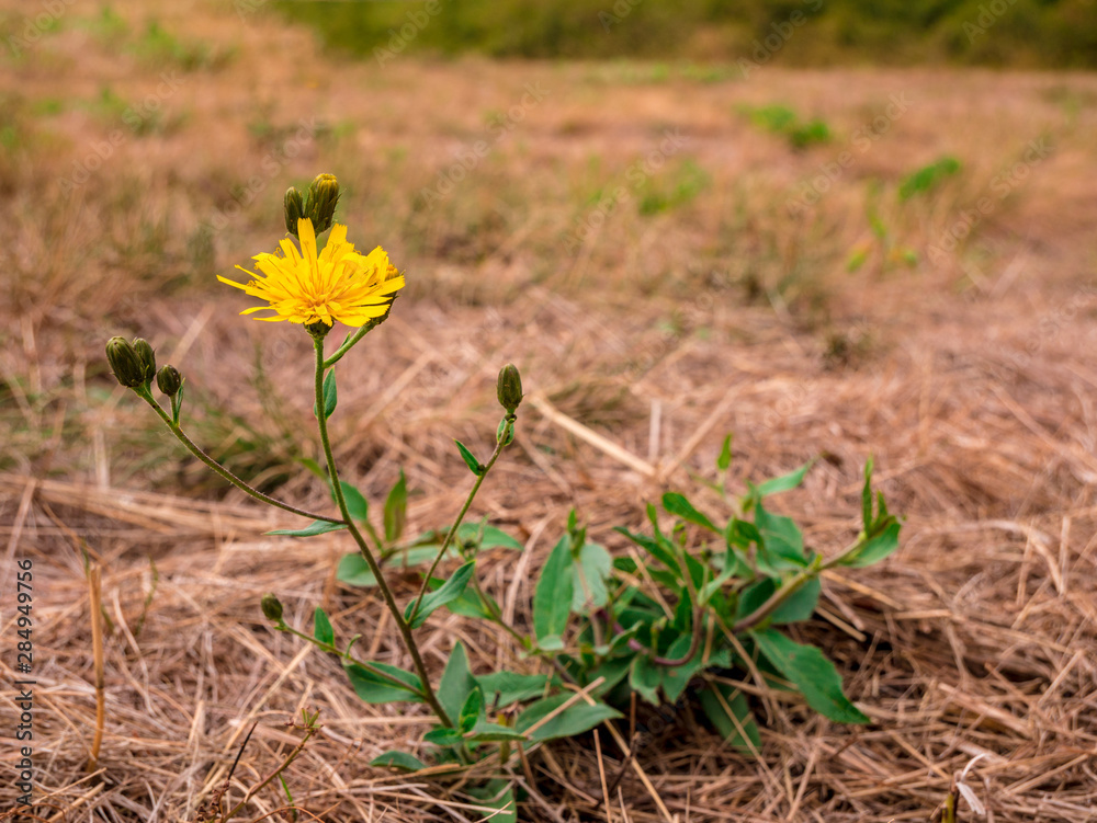 Oriental Salsify flower(Tragopogon orientalis) - also known as meadow goat's-beard. View of flower with blurred dry meadow in tehe background. Oriental Salsify flower(Tragopogon orientalis) - also known as meadow goat's-beard. View of flower with blurred dry meadow in tehe background.