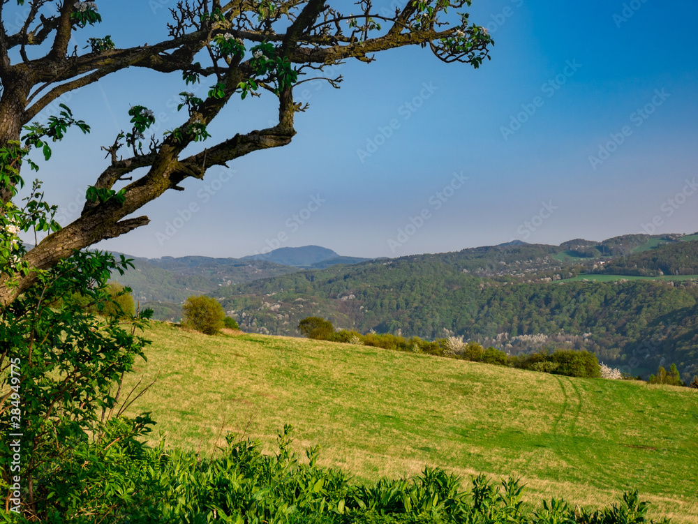 View of a mountainous landscape with woods framed by a tree