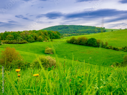 Beautiful landscape with meadow and dandelions in the foreground and hills with woods in the background